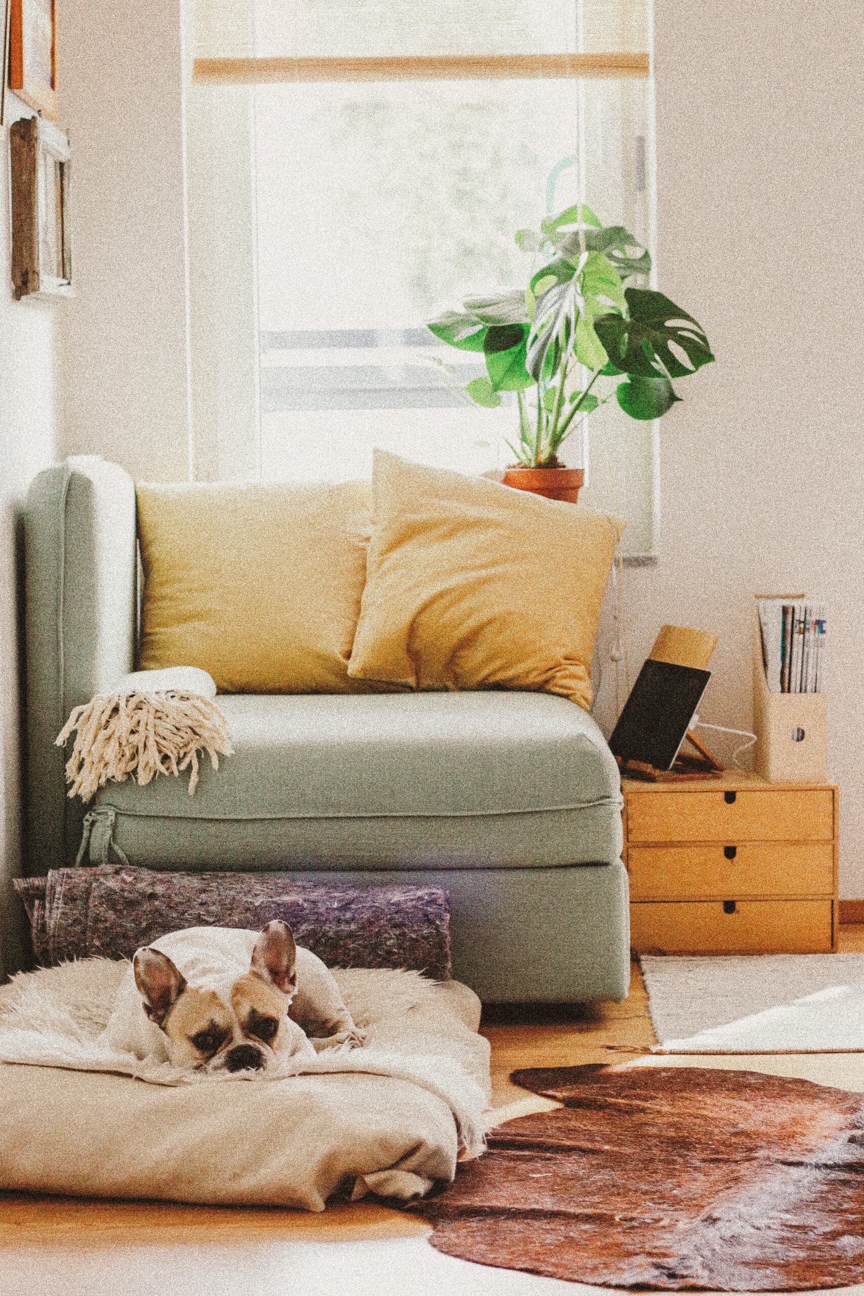 A small dog napping on a pet bed in a sunlit living room