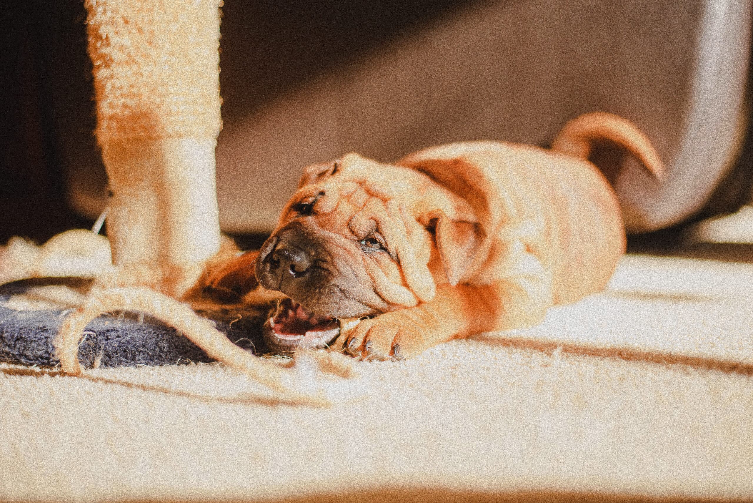 A sharpei puppy resting in warm afternoon light