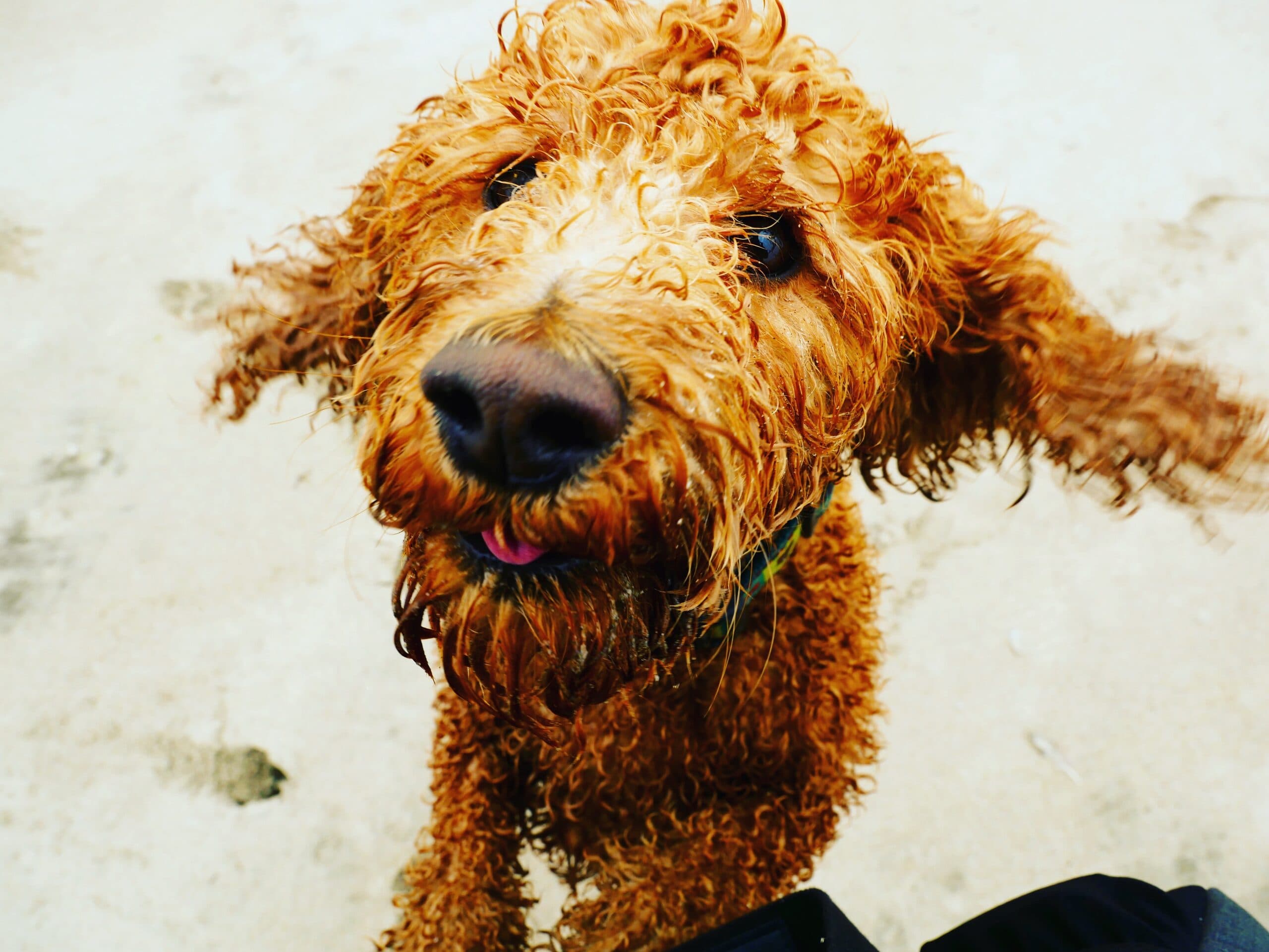 Golden doodle at the beach