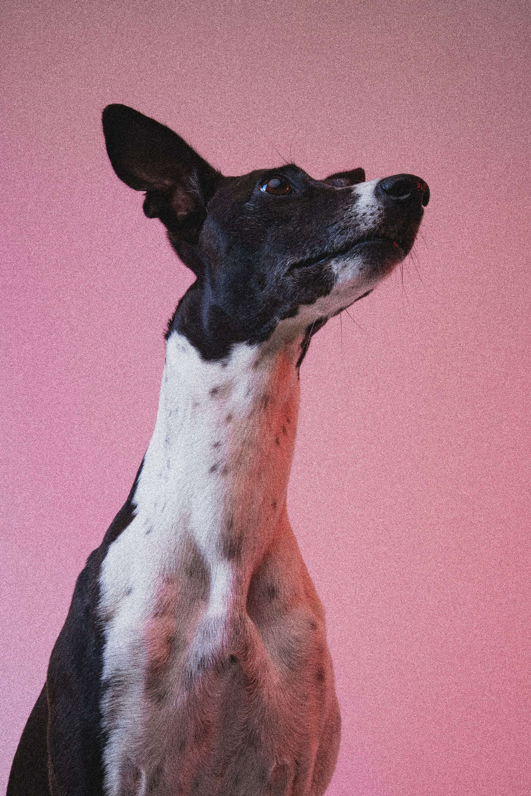 Staffy looking up