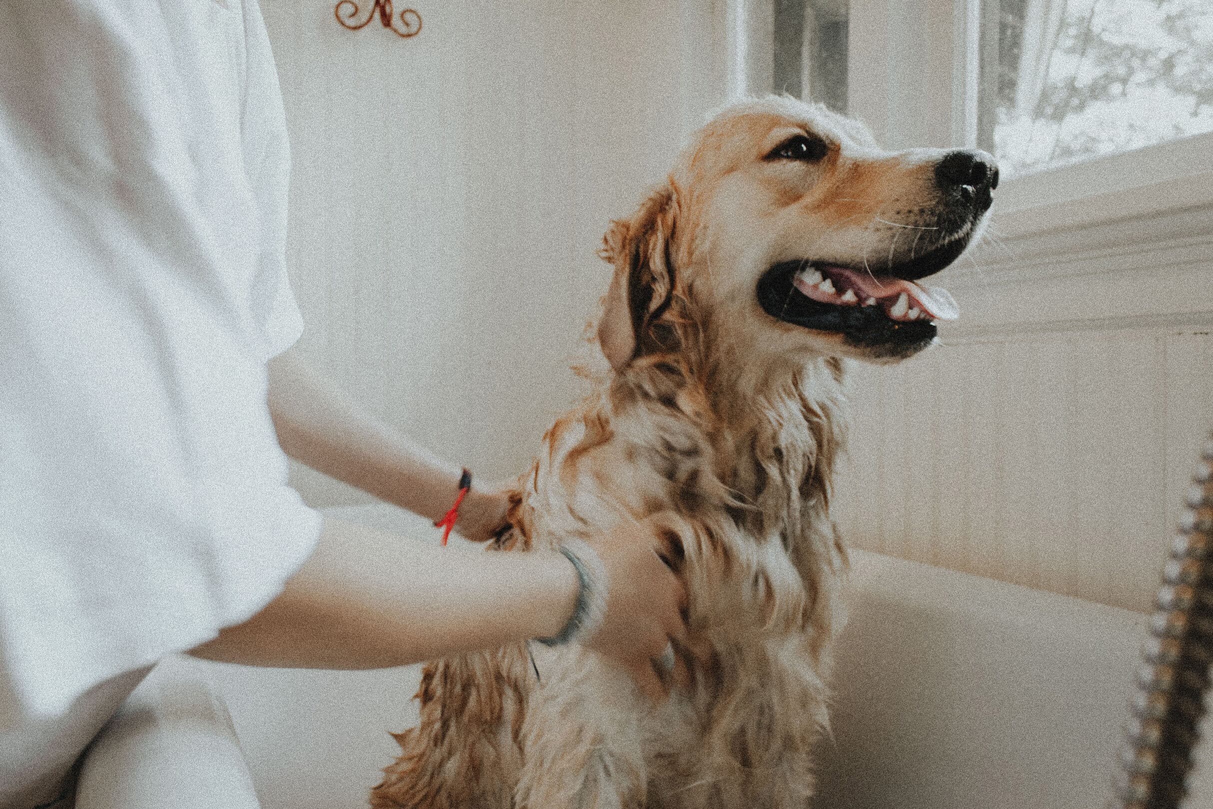 A golden retriever mid-wash in a bright bathroom