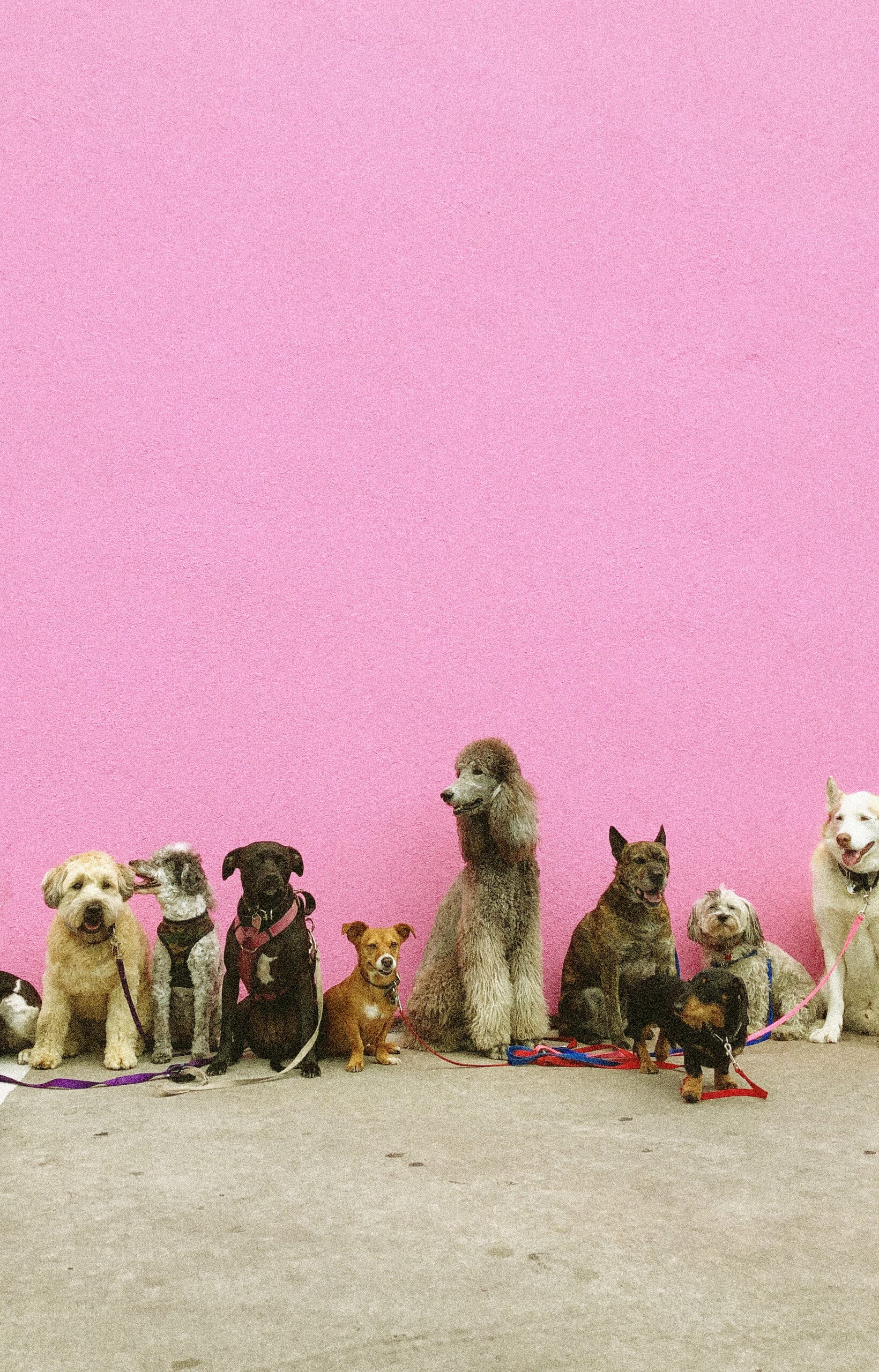 Seven dogs of every breed and coat lined up against a pink wall
