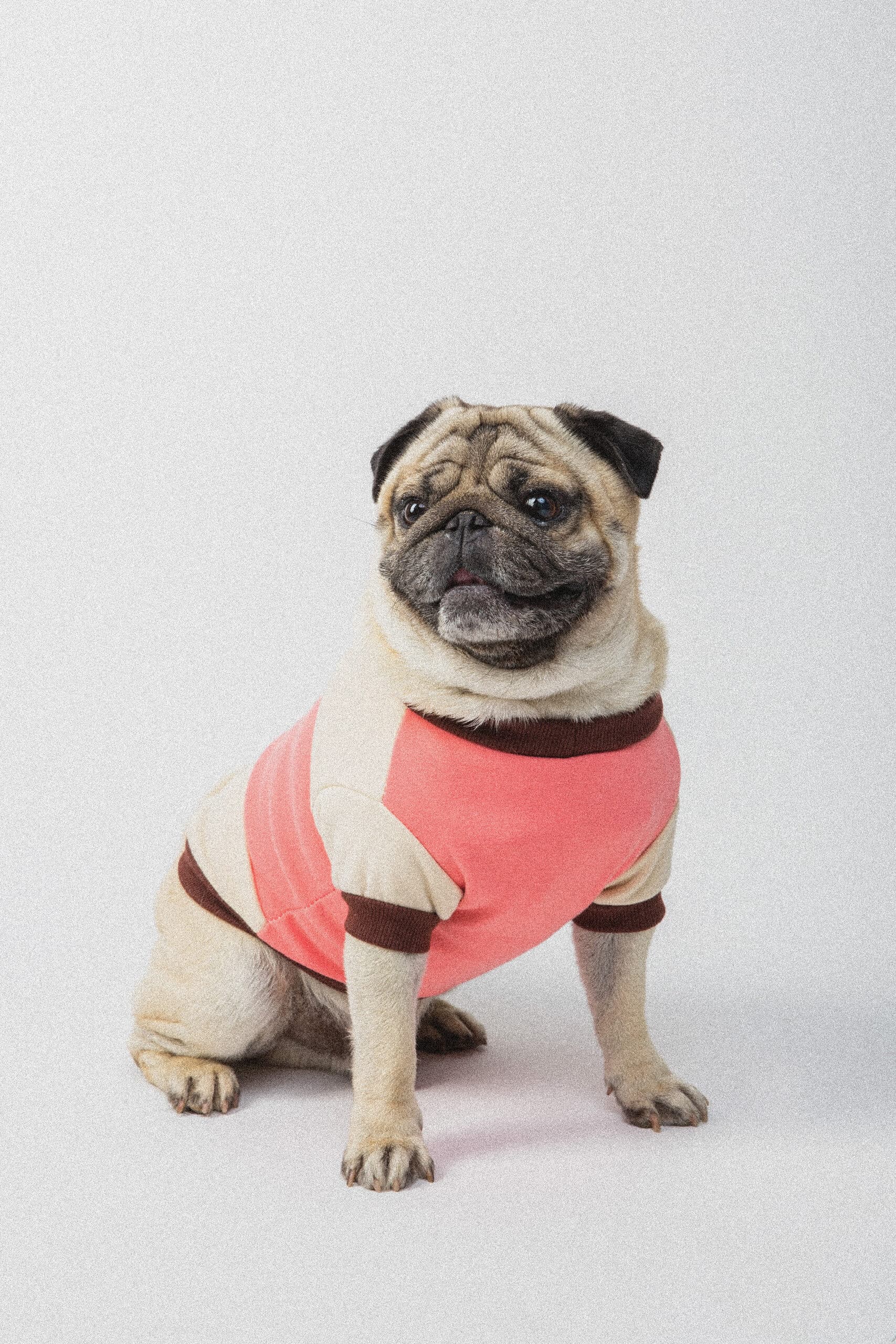 A pug in a pink jersey, calm and seated