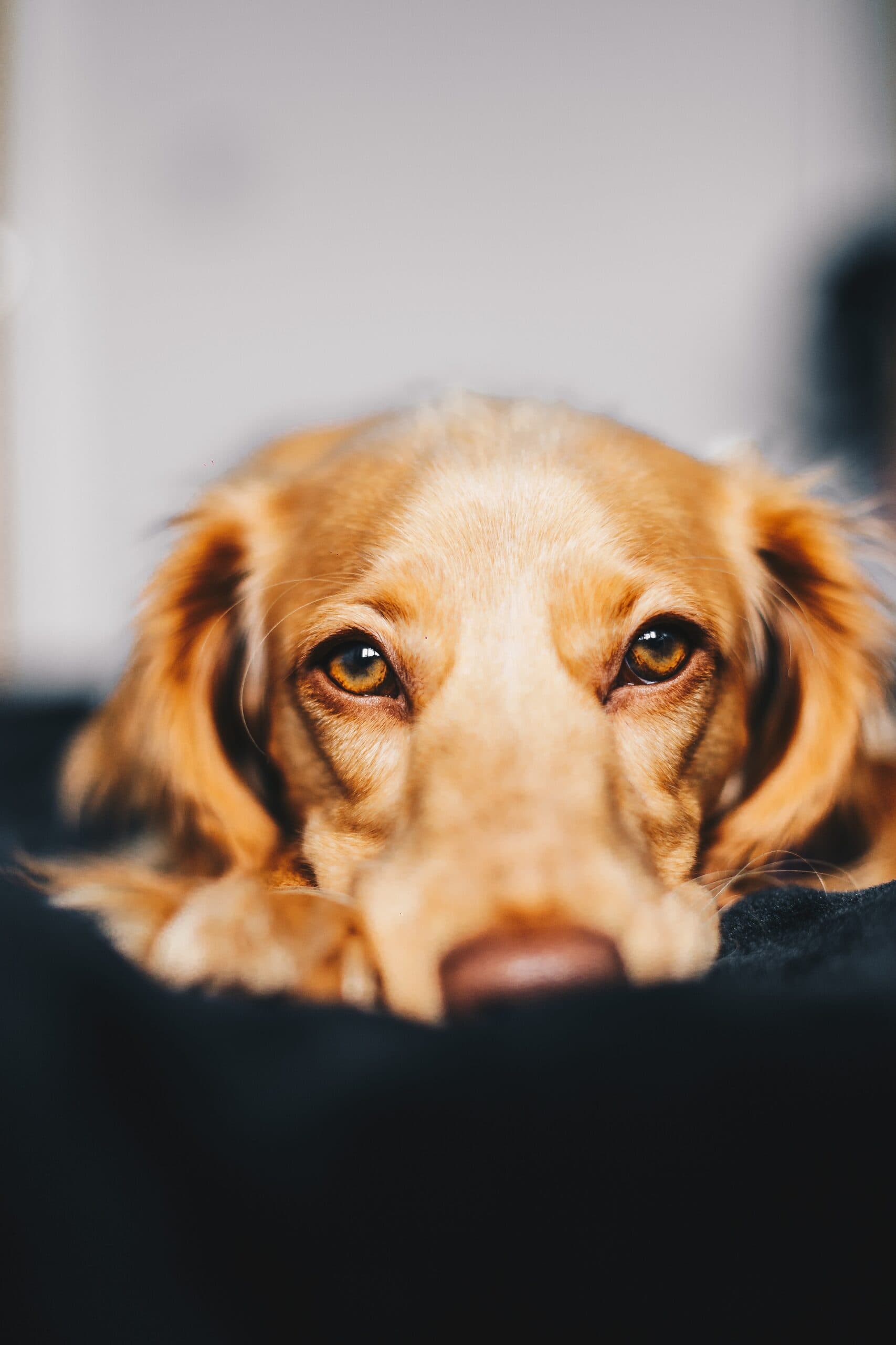 A golden retriever puppy resting calmly, looking up