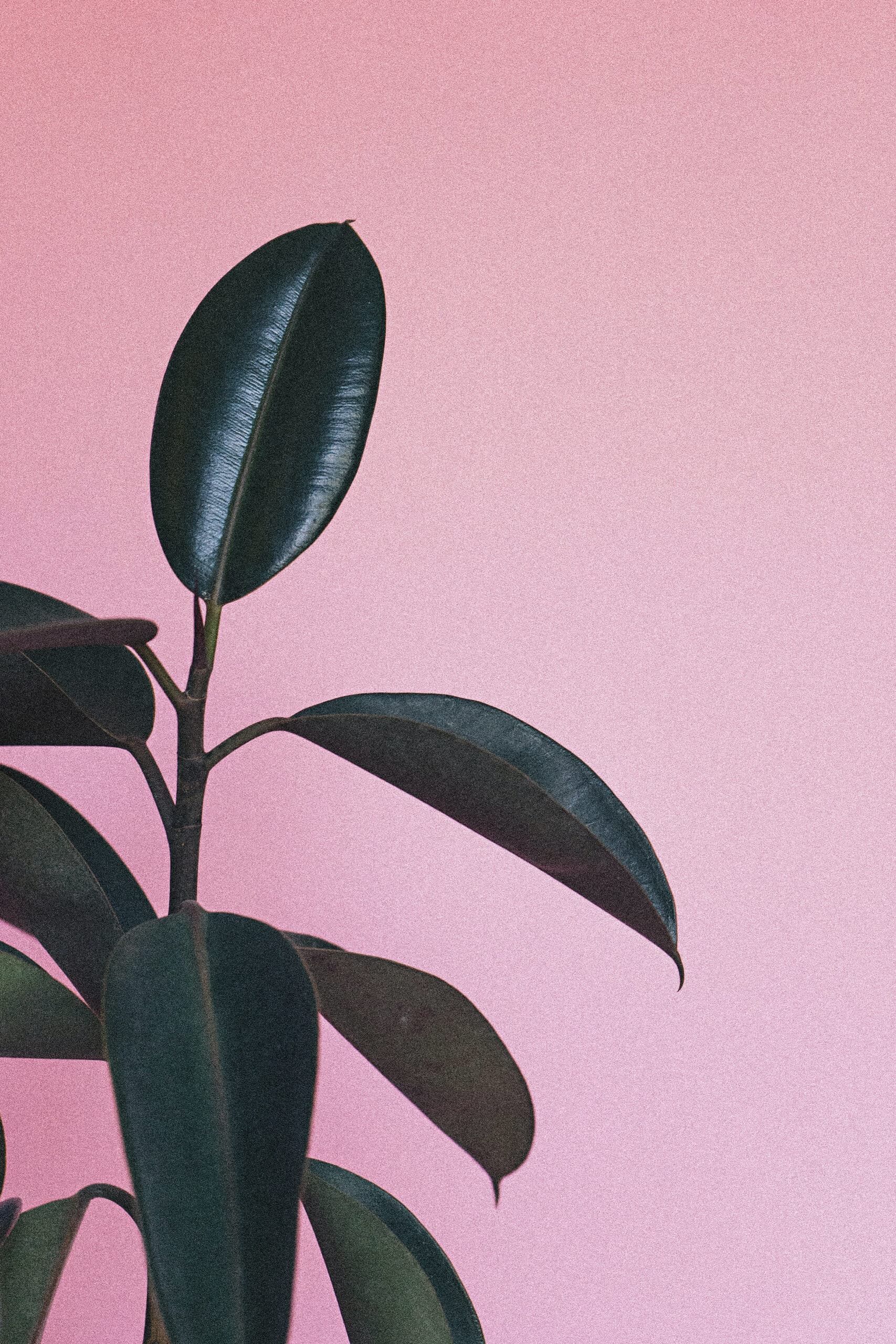 A rubber-tree houseplant against a soft pink wall