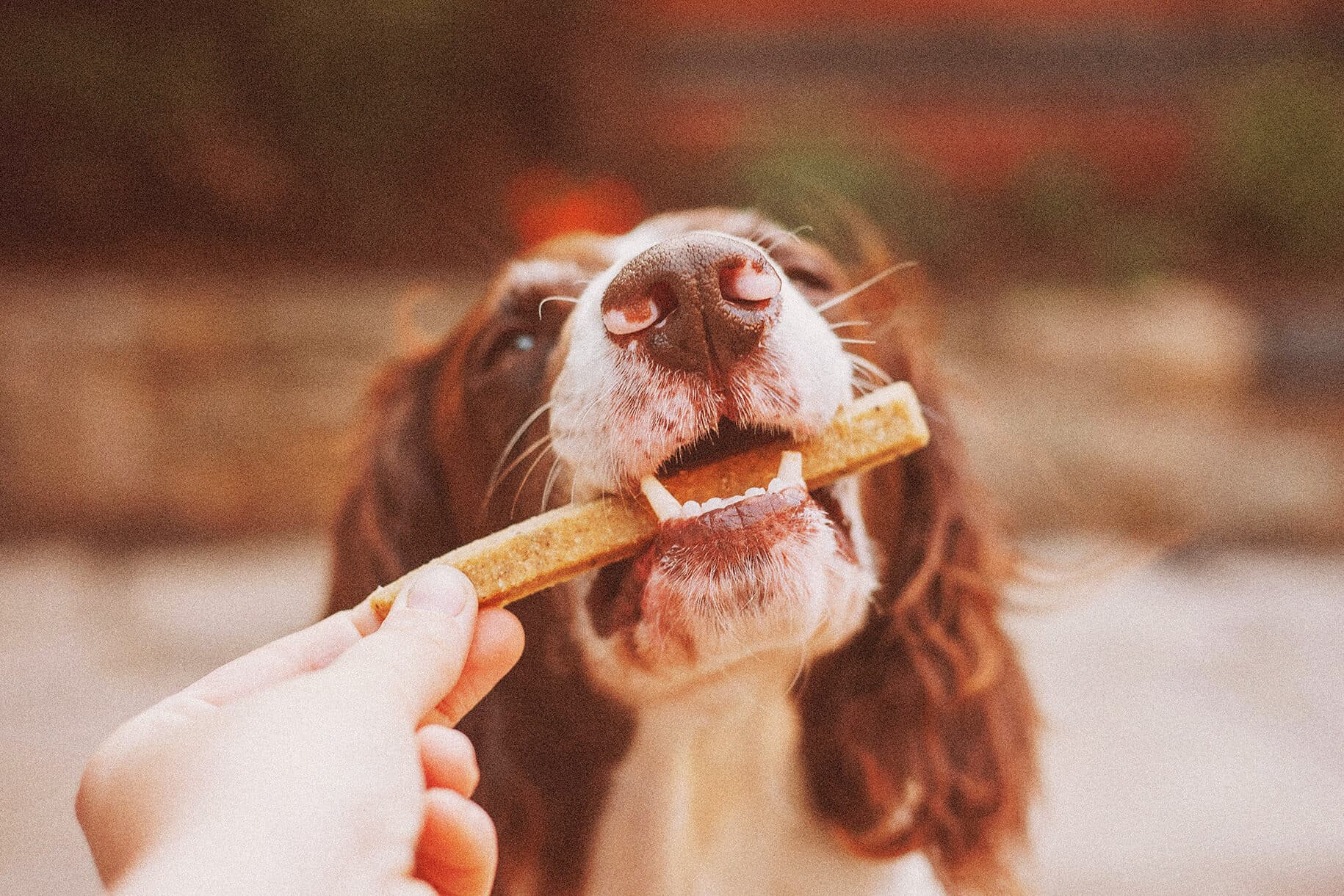 A spaniel taking a single-ingredient treat from a hand
