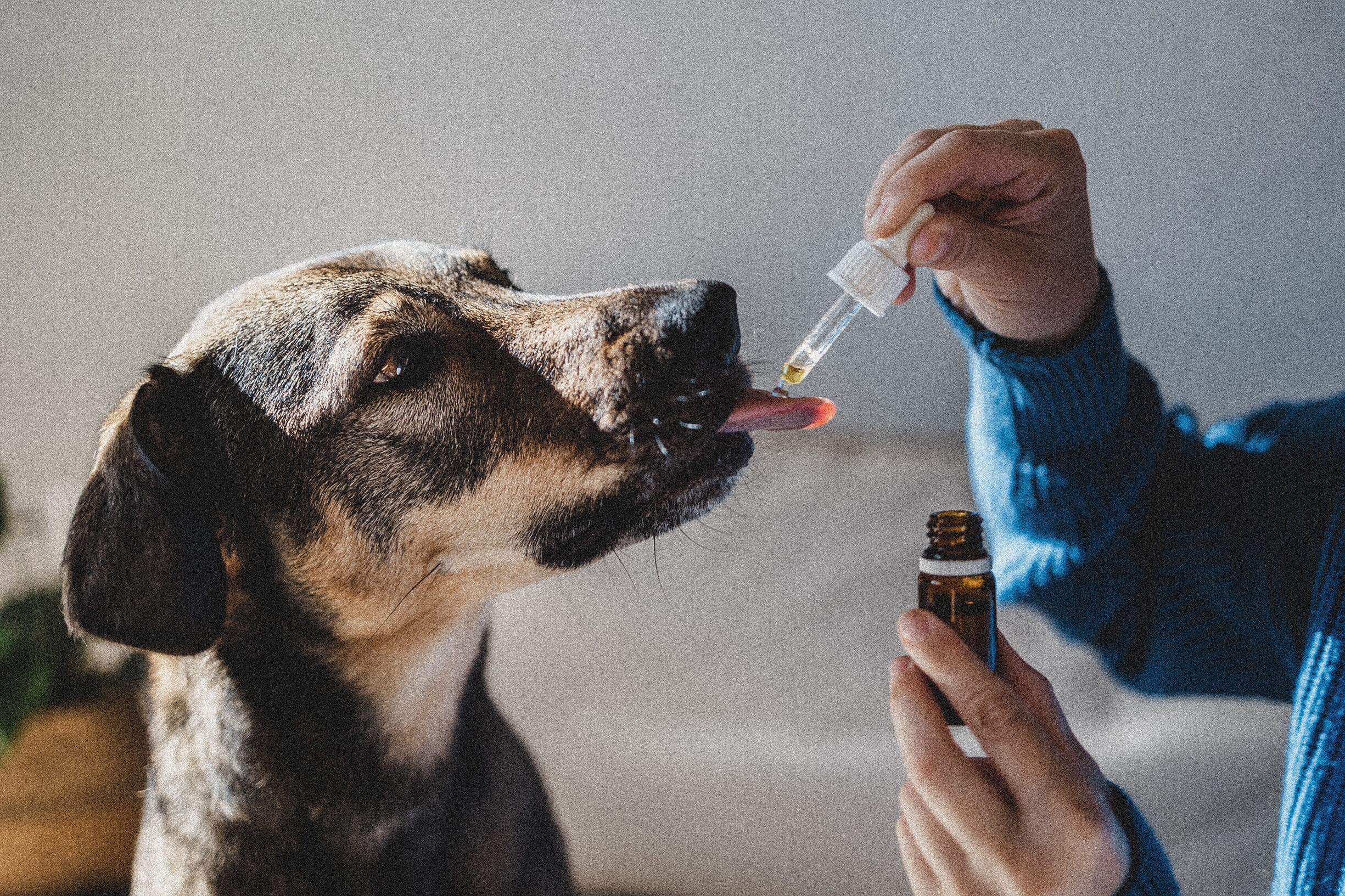 A dog calmly receiving a dropper of plant terpene drops