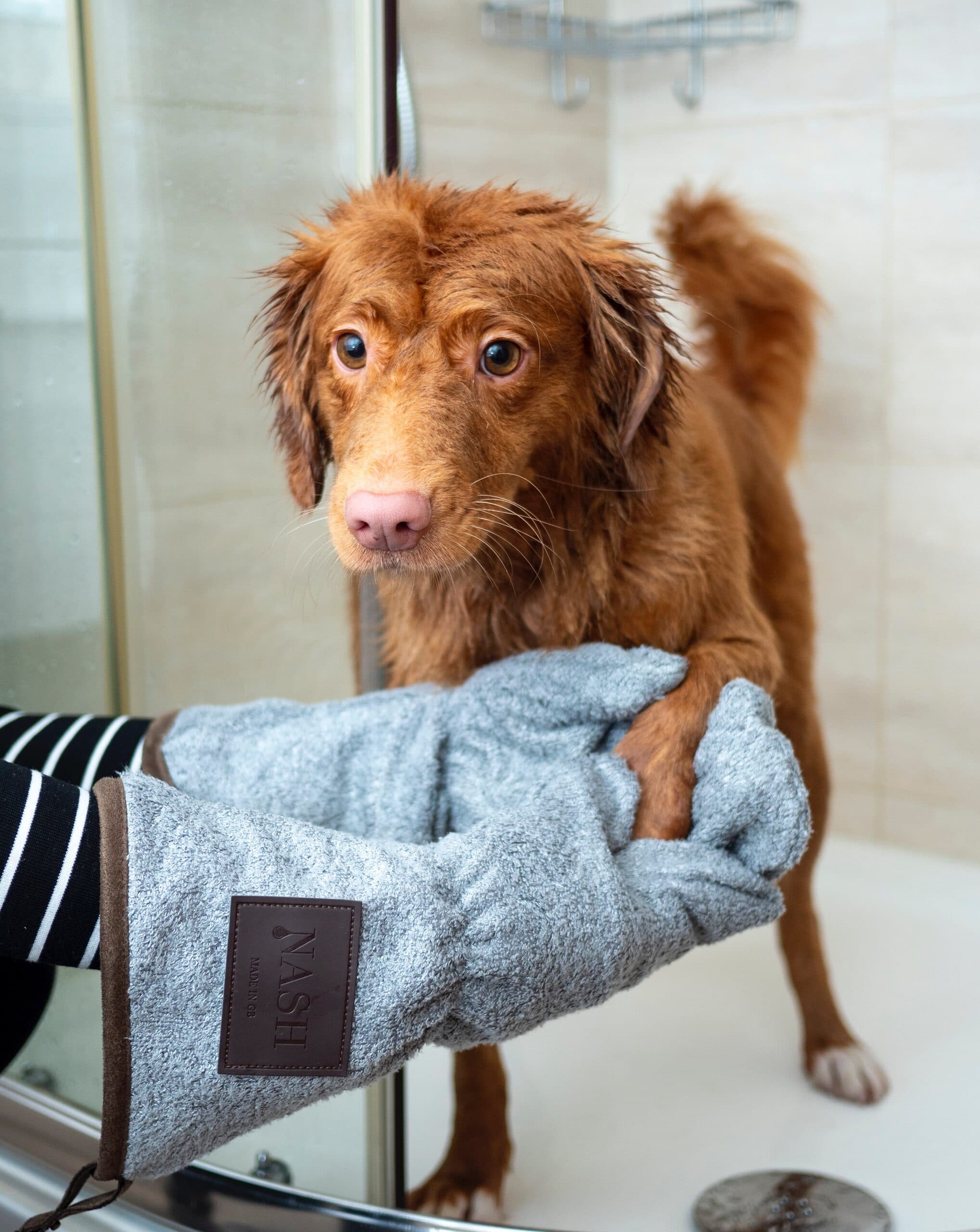 A wet brown dog wrapped in a towel after a wash